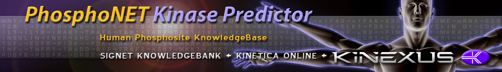 PhosphoNET Kinase Predictor